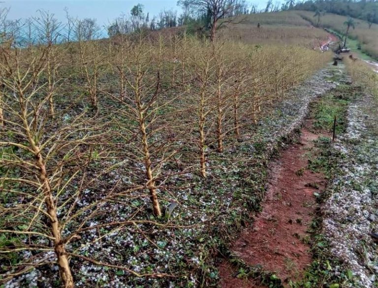 Chuvas - Chuvas de granizo - lavouras de café - Sul e Sudeste de Minas Gerais - Emater-MG 
