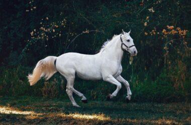Seguro de equinos mitiga riscos de cólicas em cavalos / Foto: Helena Lopes / Pexels