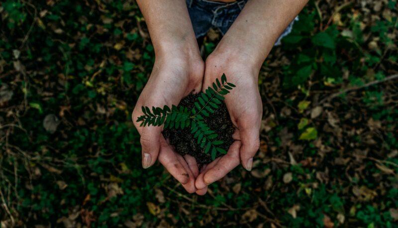 XP Inc. neutraliza 100% das emissões de carbono e apoia projeto contra desmatamento ilegal da Amazônia / Foto: Noah Buscher / Unsplash Images