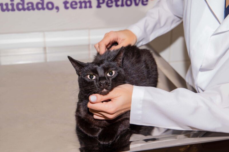 Petlove lança Plano Leve para cuidados com a saúde de cães e gatos / Foto: Marcelo Krasilcic / Divulgação