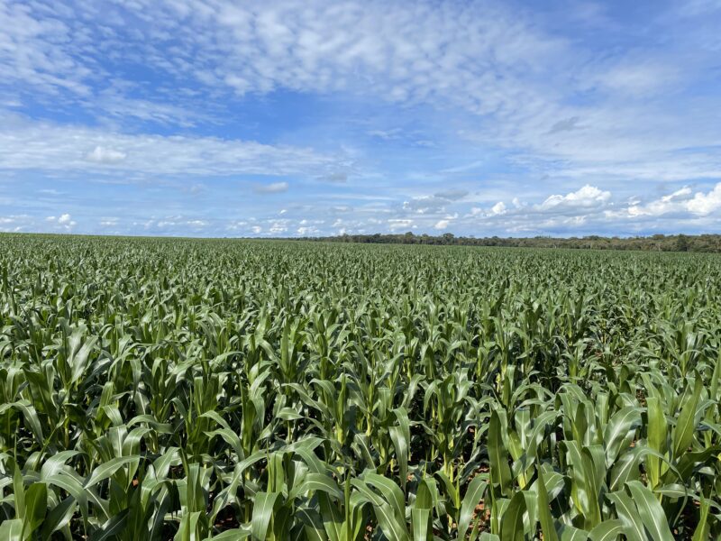 Produtor de milho deve ponderar mercado e clima para a safra 2023/24/ Foto: Divulgação