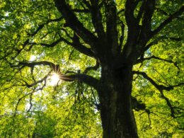 ECCON Soluções Ambientais lança edital para avançar em projetos agrupados de carbono/ Foto: Unsplash