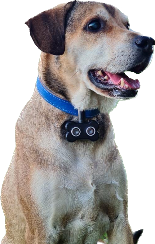 Doguinho com Blindog/ Foto: Divulgação