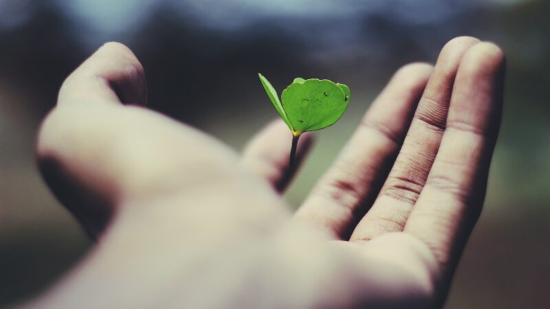 Sicredi recebe prêmio internacional por financiar projetos sustentáveis/ Foto: Unsplash