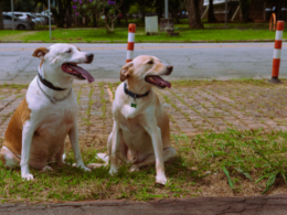 Animais de estimação - Foto Julio Cesar Bazanini/USP Imagens