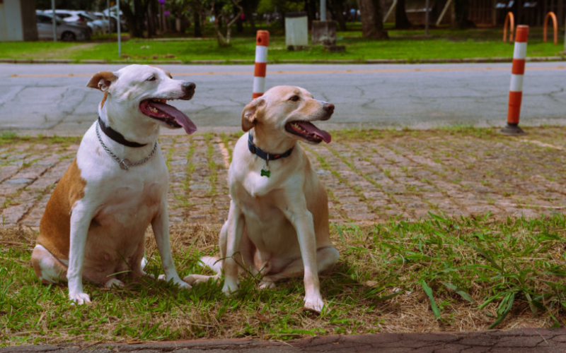 Animais de estimação - Foto Julio Cesar Bazanini/USP Imagens
