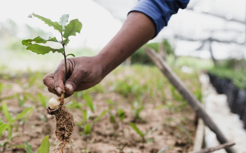 Ano recorde para o agro brasileiro no mundo/ Foto: Unsplash