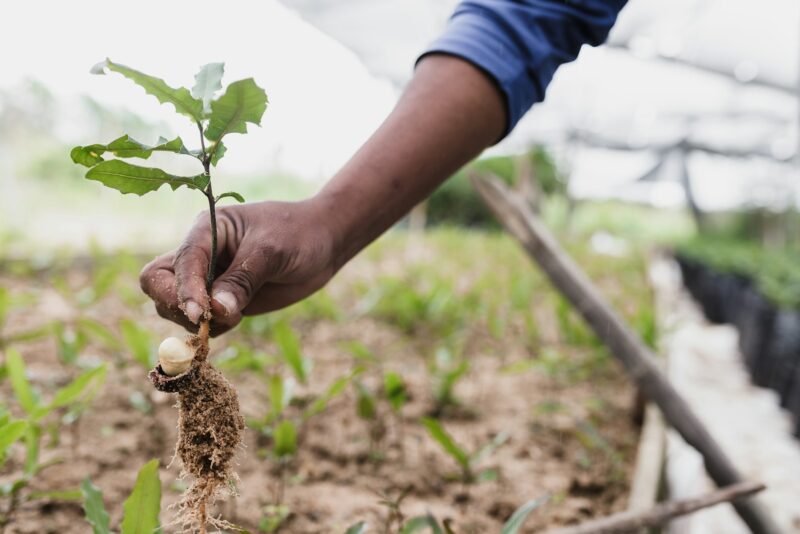 Ano recorde para o agro brasileiro no mundo/ Foto: Unsplash