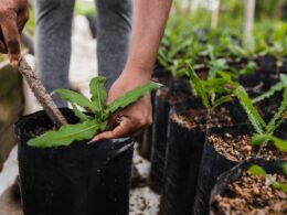 La Niña pode impactar o agronegócio brasileiro em 2024/ Foto: Unsplash