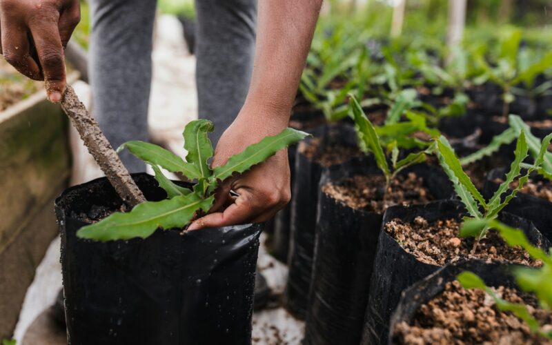 La Niña pode impactar o agronegócio brasileiro em 2024/ Foto: Unsplash