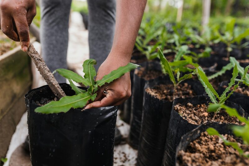 La Niña pode impactar o agronegócio brasileiro em 2024/ Foto: Unsplash