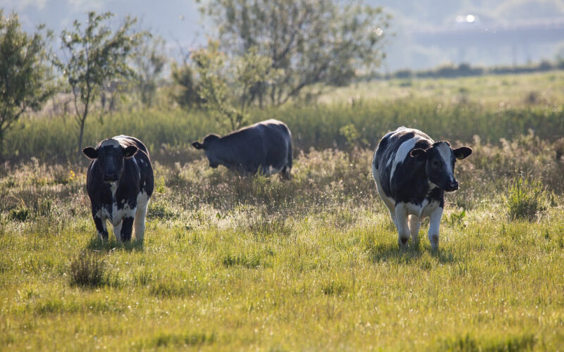 Aplicativo que facilita compra e venda de gado cresce com bandeira do bem-estar animal/ Foto: Divulgação