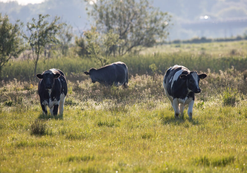 Aplicativo que facilita compra e venda de gado cresce com bandeira do bem-estar animal/ Foto: Divulgação