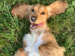 brown and white long coated small dog lying on green grass