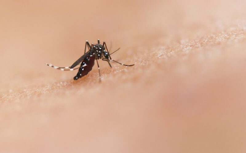 Foto: National Institute of Allergy and Infectious Diseases / Unsplash Images