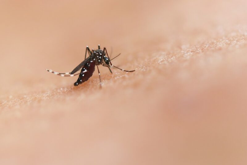 Foto: National Institute of Allergy and Infectious Diseases / Unsplash Images