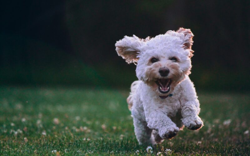 Com mercado pet em ascensão, seguros para viagens oferecem coberturas que protegem também os animais / Foto: Joe Caione / Unsplash