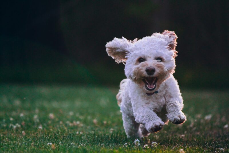 Com mercado pet em ascensão, seguros para viagens oferecem coberturas que protegem também os animais / Foto: Joe Caione / Unsplash