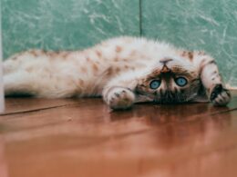 Foto: Daria Shatova / Unsplash