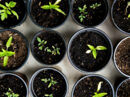 Foto: Markus Spiske / Unsplash