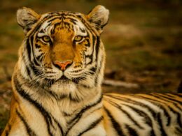 Foto: Blake Meyer / Unsplash