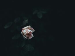 Foto: Annie Spratt / Unsplash