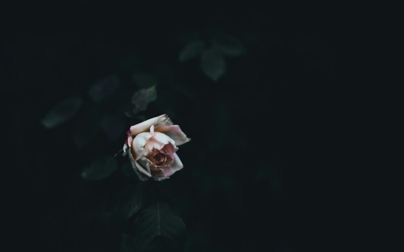 Foto: Annie Spratt / Unsplash