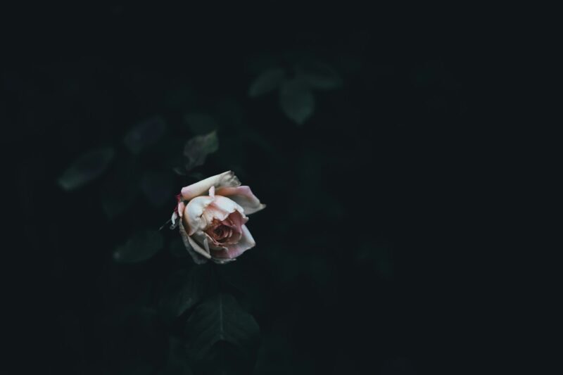 Foto: Annie Spratt / Unsplash