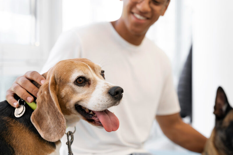 Seguro de saúde para pet: como oferecer mais conforto ao seu animal / Foto: Freepik