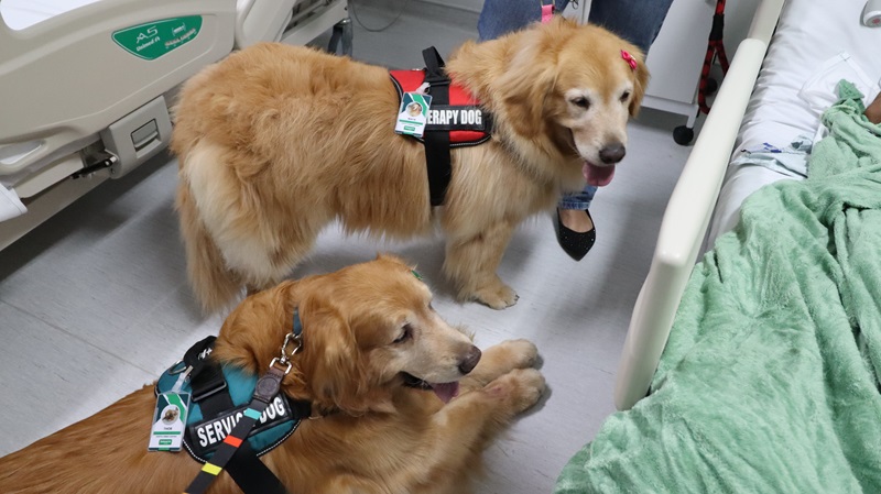 Thor e Maya, um casal de golden retriever, visitam pacientes no Hospital Unimed Campinas / Foto: Matheus SantAnna de Oliveira / Divulgação