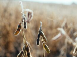 Foto: Kelly Sikkema / Unsplash