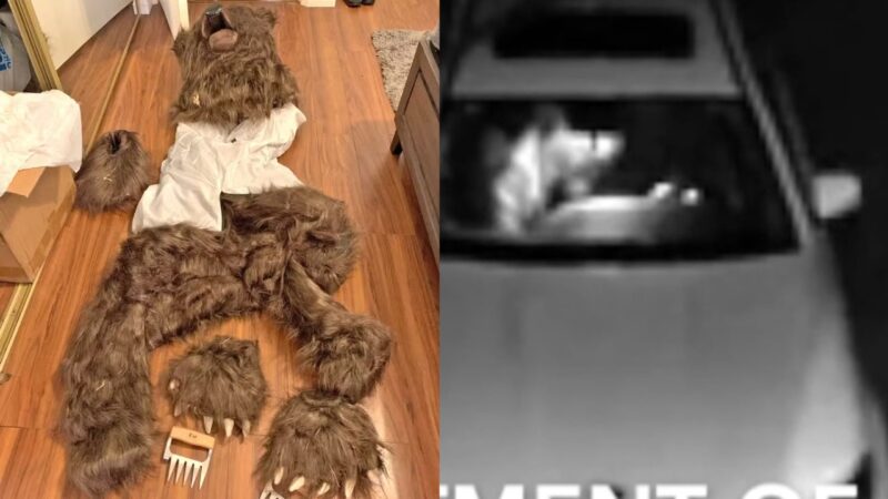 Tentativa de fraude no seguro com fantasia de urso acaba em prisão / Reprodução