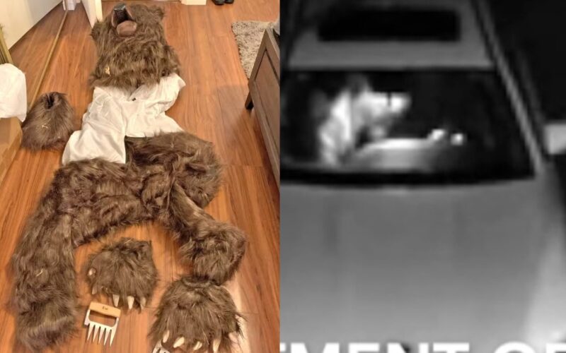 Tentativa de fraude no seguro com fantasia de urso acaba em prisão / Reprodução