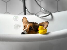 Pet de TODOS oferece banho gratuito e hidratação para os pets durante a Black Friday / Foto: Freepik