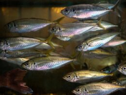 Produtores de peixe buscam alternativas contra mortandade na piscicultura / Foto: Freepik