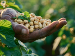Supersafra de soja expõe gargalo na infraestrutura agrícola brasileira / Foto: Freepik