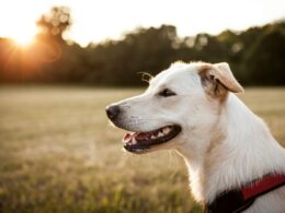 De férias com o pet: dicas para uma viagem tranquila, com ou sem a companhia de seu animalzinho de estimação / Foto: Daniel Hering / Unsplash