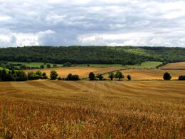 Agrishow: BB Seguros leva portfólio completo de proteção para produtores rurais / Foto: Magda Vrabetz / Unsplash