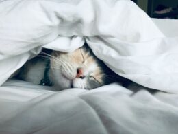 Dia dos Animais: Europ Assistance reafirma seu engajamento com a saúde dos pets / Foto: Kate Stone Matheson / Unsplash