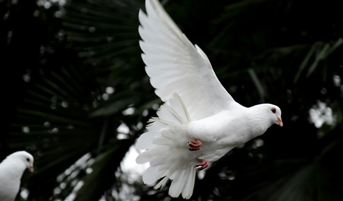 two white doves flying