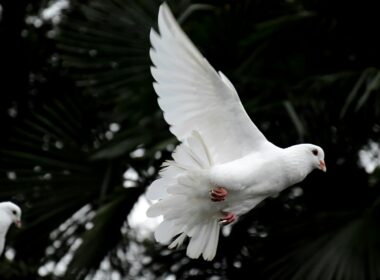 two white doves flying