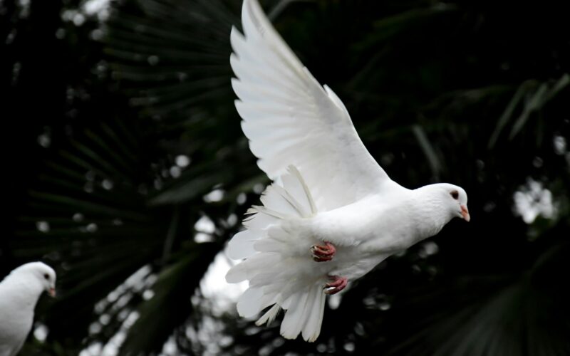 two white doves flying