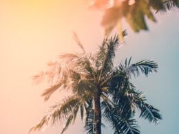photo of green palm trees