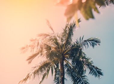 photo of green palm trees