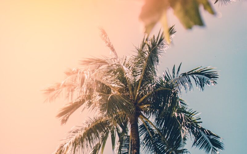 photo of green palm trees