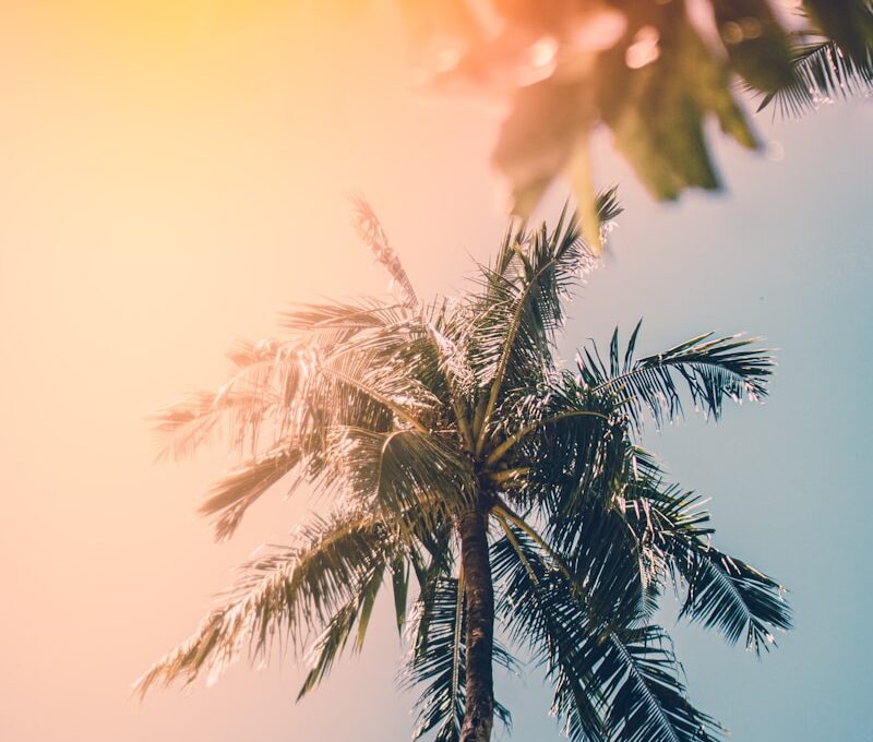 photo of green palm trees