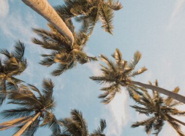 brown tree