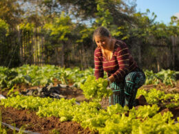 Programa de Aquisição de Alimentos chega aos 22 anos com avanços na promoção da segurança alimentar / Foto: Yako Guerra - MDS / Divulgação