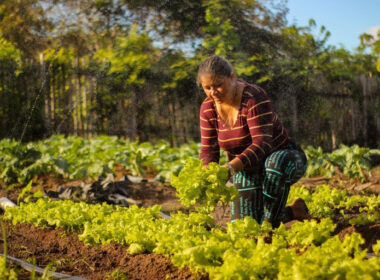 Programa de Aquisição de Alimentos chega aos 22 anos com avanços na promoção da segurança alimentar / Foto: Yako Guerra - MDS / Divulgação