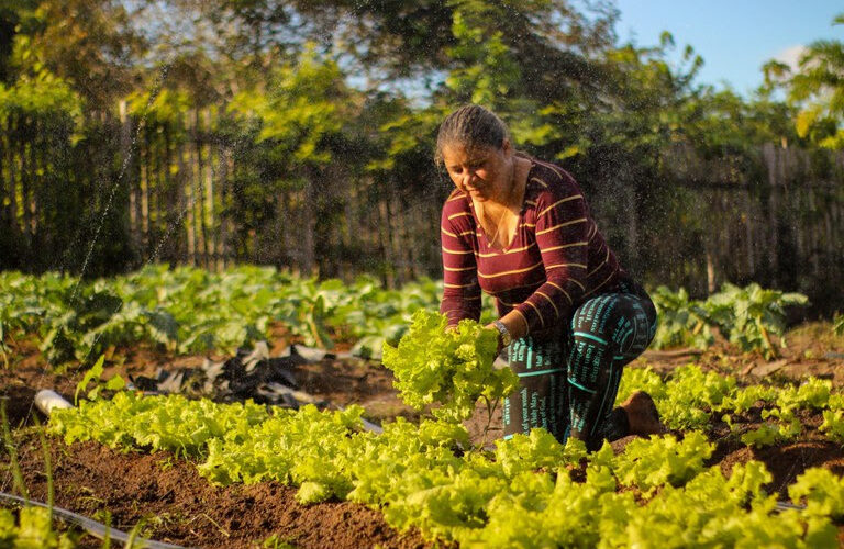 Programa de Aquisição de Alimentos chega aos 22 anos com avanços na promoção da segurança alimentar / Foto: Yako Guerra - MDS / Divulgação